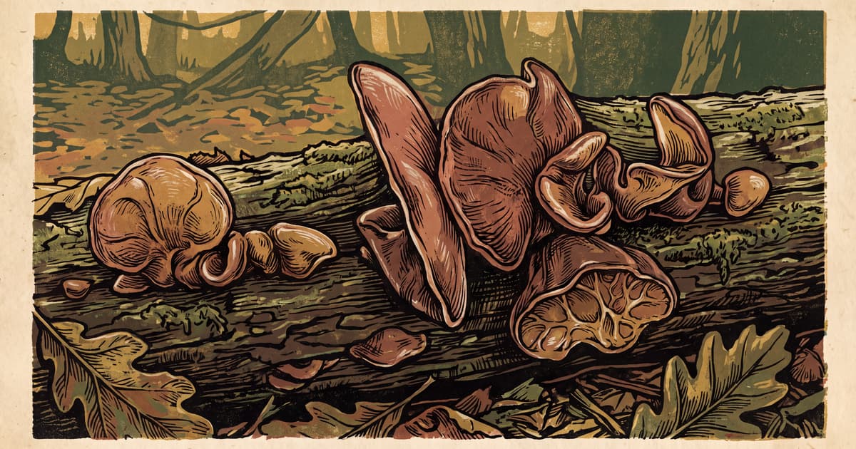 Grzyby mun (Auricularia). Więcej niż dodatek do kuchni azjatyckiej
