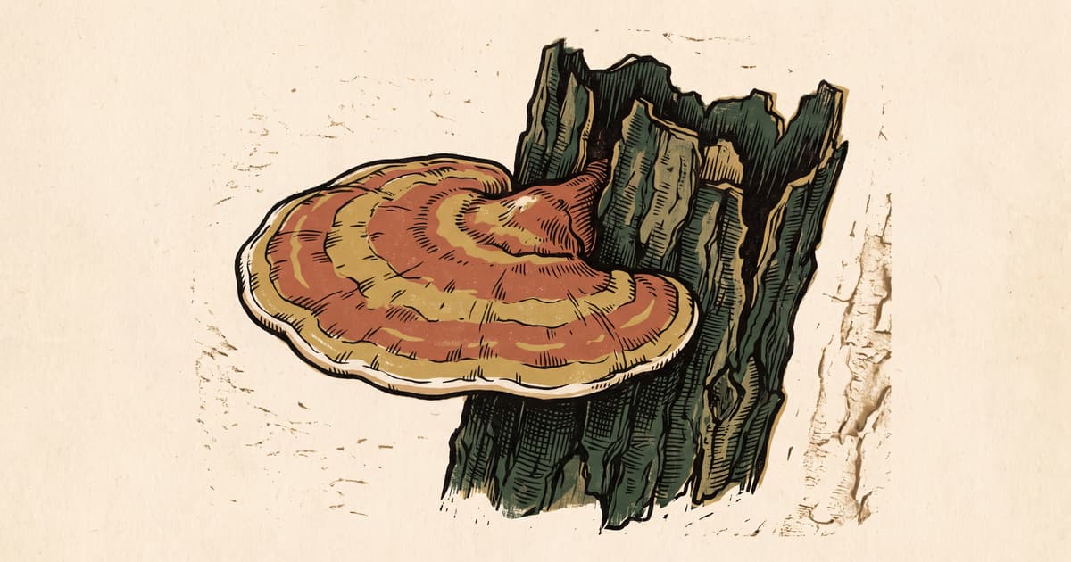 Jak działa Reishi? Mechanizmy i badania