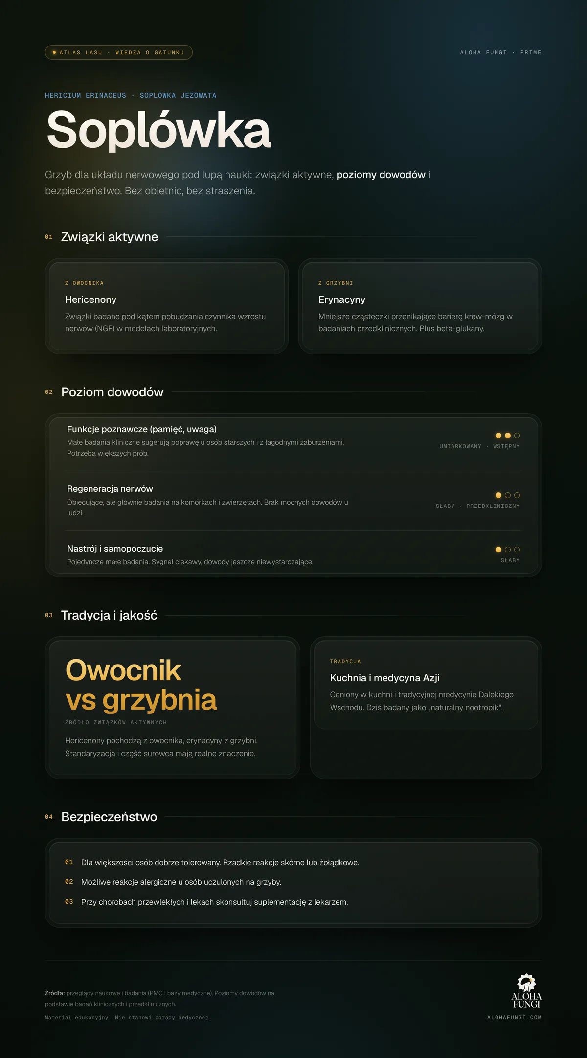Soplówka jeżowata — infografika edukacyjna