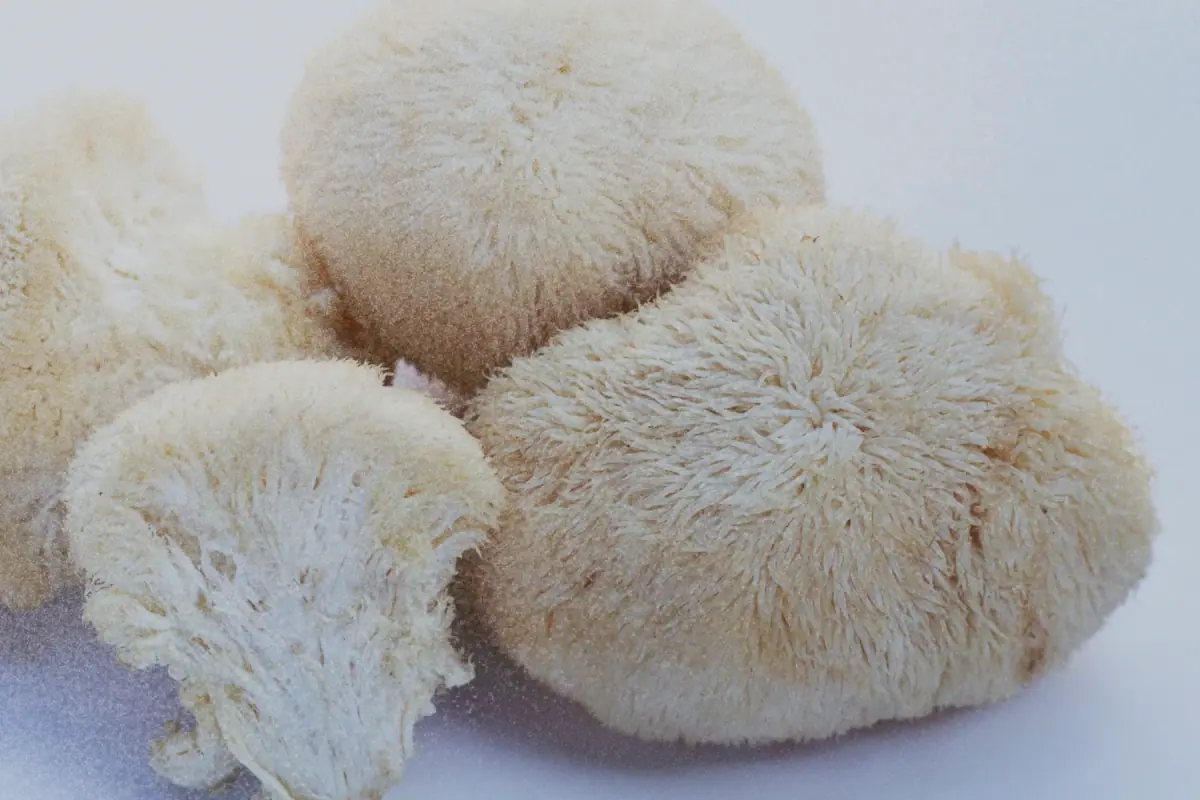 Soplówka jeżowata · Hericium erinaceus
